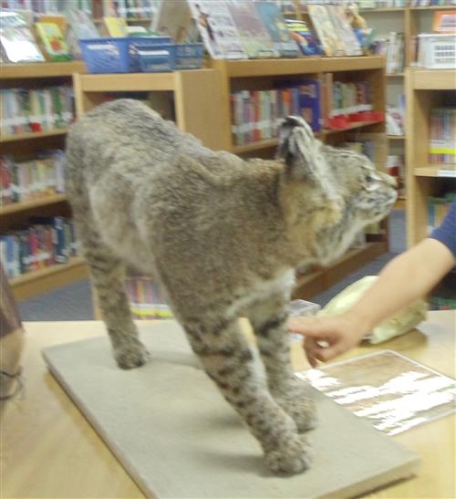 bobcat 