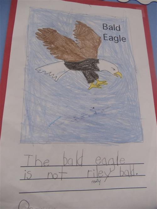 bald eagle 