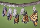 A butterfly emerging from a chrysalis A butterfly emerging from a chrysalis