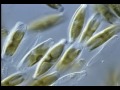 Cells Cells 